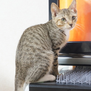 おとなしく優しい靴下履いた白キジ君