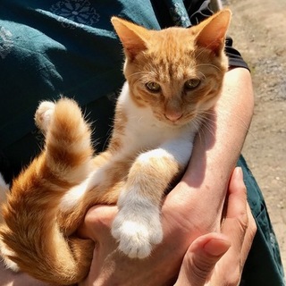 栗原市より子猫の里親を募集