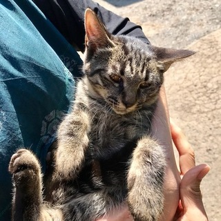 栗原市から子猫の里親募集します。