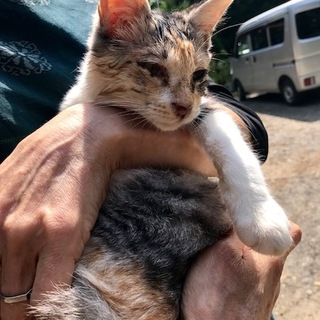 栗原市より子猫の里親を募集します