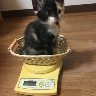三毛猫♀家族として迎えてくださる方を探しています