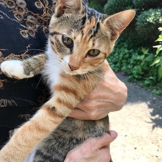 栗原市より子猫の里親を募集します