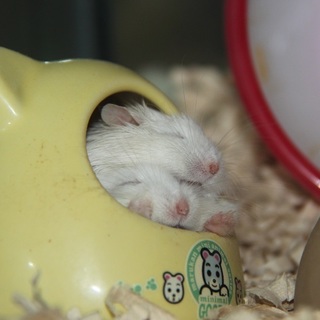 アルビノロボロフスキーの里親さんを応募します。