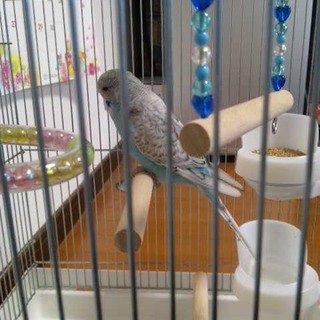 羽衣セキセイ　かわいい男の子