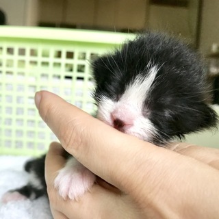 (動画あり)ミルクから育ててみませんか？