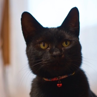とっても穏やかな黒猫「くろ」ちゃん