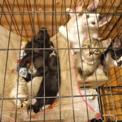 子猫のニャンにゃん譲渡会