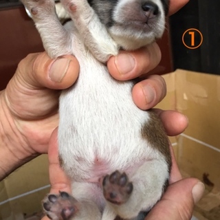 雑種の雄犬 5匹