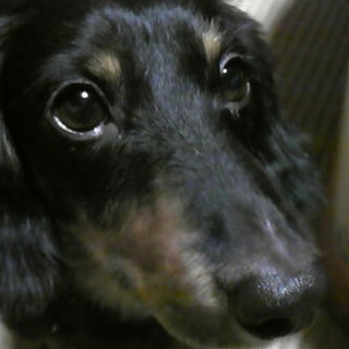 10歳ミニチュアダックス里親募集中