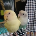 小桜インコのペアの里親募集