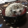 ハリネズミ里親募集しております サムネイル4