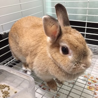 ネザーランドドワーフ里親募集中