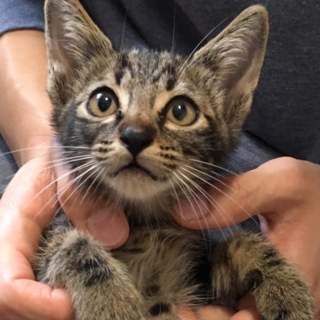 大きな目の元気なキジトラ　せんちゃん