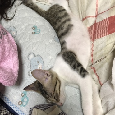 お風呂から上がったらいつものとこに見当たらず、布団で寝ていたのを発見、激写(=´∀｀)人(´∀｀=)