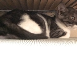 縁がある子は必ずくる。