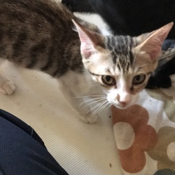 「縁がある子は必ずくる。」サムネイル2