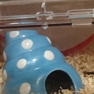 生後６ヶ月ジャンガリアン･ブルーサファイア計♂９匹