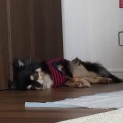 「おしっこ汚れの強い味方！」サムネイル1