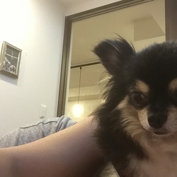 「おしっこ汚れの強い味方！」サムネイル3