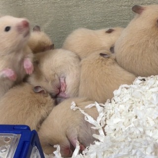 8/19誕生★約3匹募集★母イエロー？×父キンクマ