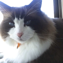 「高級そうな猫？」サムネイル1