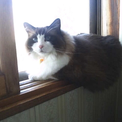 「高級そうな猫？」サムネイル2