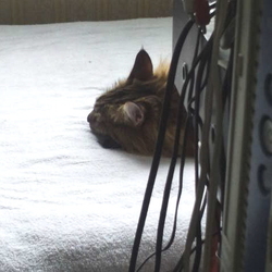 「高級そうな猫？」サムネイル3