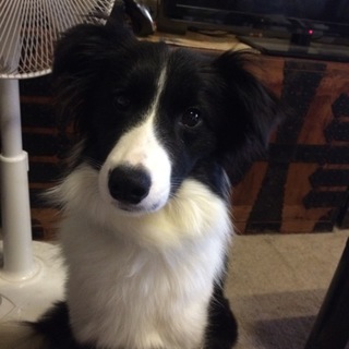 甘えん坊な女の子ちゃん、ボーダーコリー＊