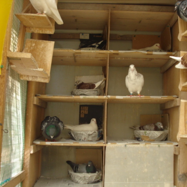 イサンパパのカバー写真