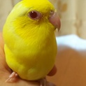 かわいいマメルリハインコ(里親様決定)