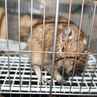 長期海外出張の為里親になって頂ける方急募