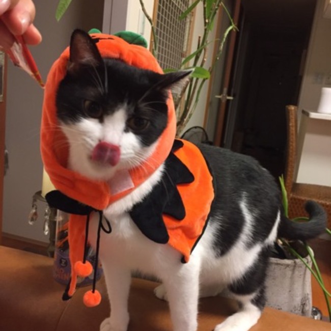 チョビちゃんのママのカバー写真