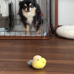 「おもちゃで遊んだ？」サムネイル1