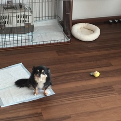 「おもちゃで遊んだ？」サムネイル2