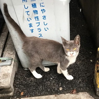 グレー白の女の子。素敵なおうちの子になりました。