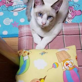 4ヶ月去勢済みのゴロスリにゃんこ