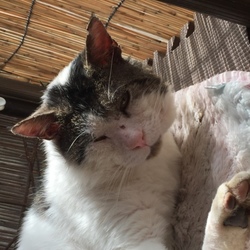 「おじいちゃん、故郷に帰る？？？」サムネイル2