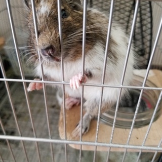 里親様が見つかりました。