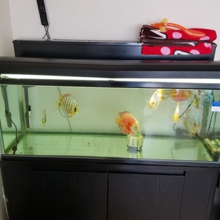 里親様が見つかりました。