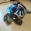 へルマンリクガメです。