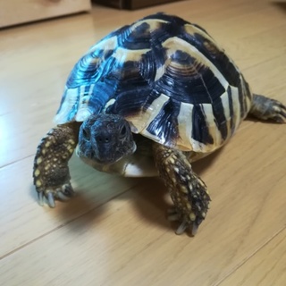 へルマンリクガメです。