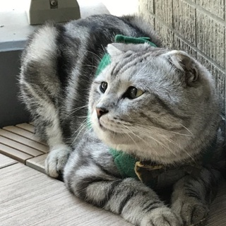 人懐こいマンチカン１歳(血統書・タレ耳）の男の子