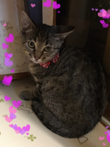 名前はいとちゃん 可愛 北海道 猫の里親募集 ペットのおうち 月間利用者150万人