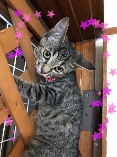 名前はいとちゃん 可愛 北海道 猫の里親募集 ペットのおうち 月間利用者150万人