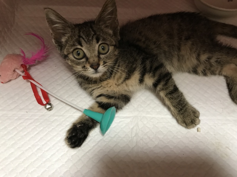 名前はいとちゃん 可愛 北海道 猫の里親募集 ペットのおうち 月間利用者150万人