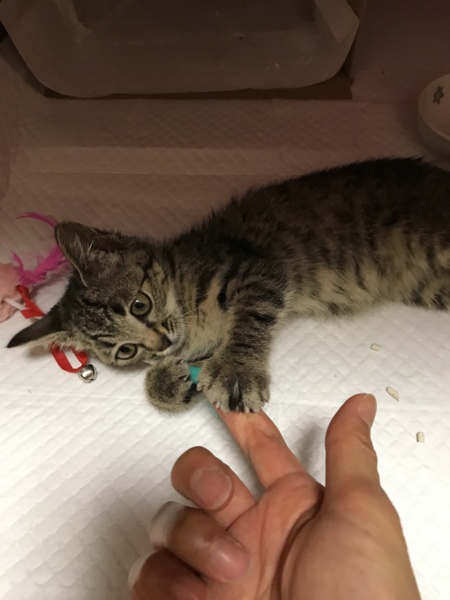 名前はいとちゃん 可愛 北海道 猫の里親募集 ペットのおうち 月間利用者150万人