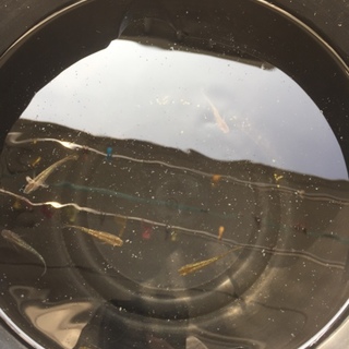 ありがとうございました★メダカ６匹 里親さん募集