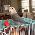 コザクラインコをお譲りします！