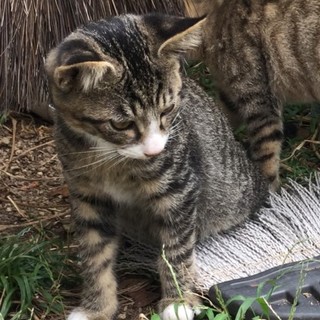 ♪白たび キジトラ 男の子♪