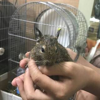 デグー（今年6月生） 里親さん募集！
